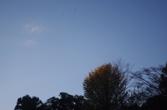 紅葉　3　旧岩崎邸　１２月中旬