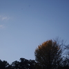 紅葉　3　旧岩崎邸　１２月中旬