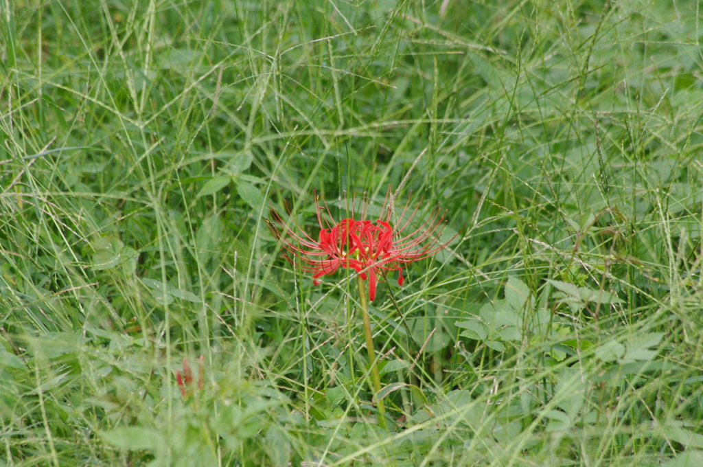 彼岸花　日比谷公園　９月