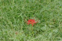 彼岸花　日比谷公園　９月