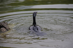 カワウ　1　旧芝離宮公園