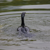 カワウ　1　旧芝離宮公園