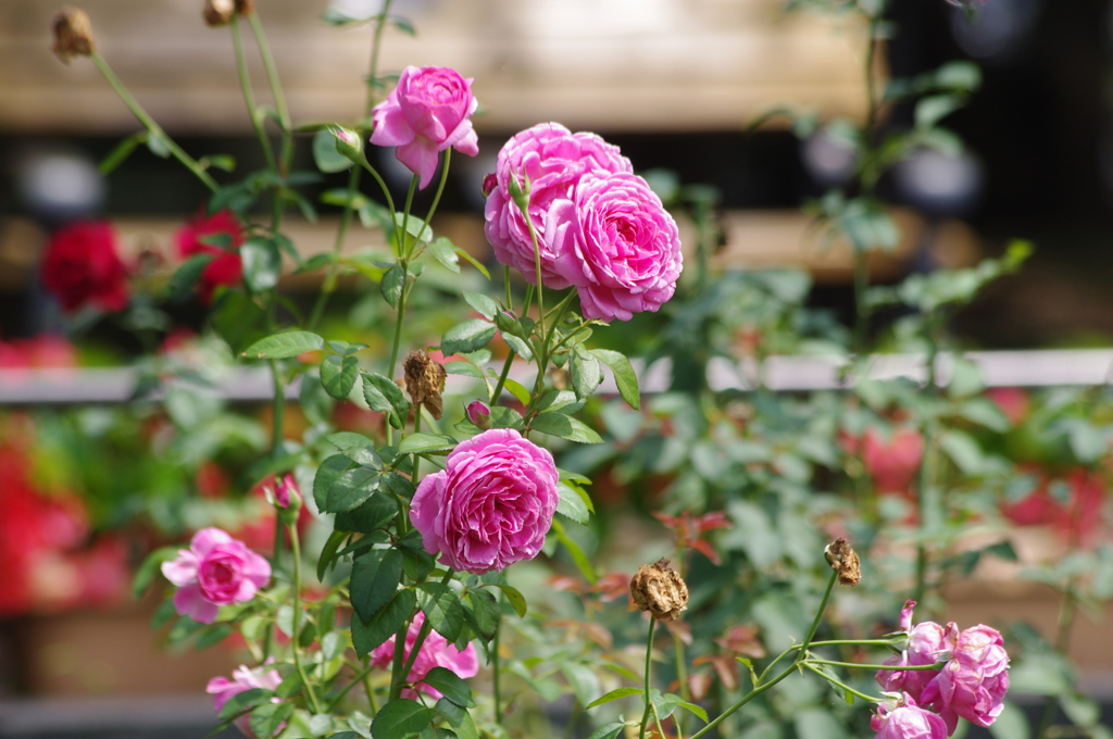日比谷公園　薔薇　1　８月初旬