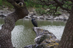 カワウ