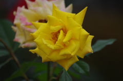 薔薇　5　芝浦中央公園　１０月