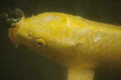 鯉　清澄庭園　8月