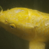 鯉　清澄庭園　8月