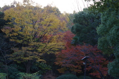 千代田の森林　北の丸公園