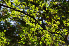 紅葉　4　六義園