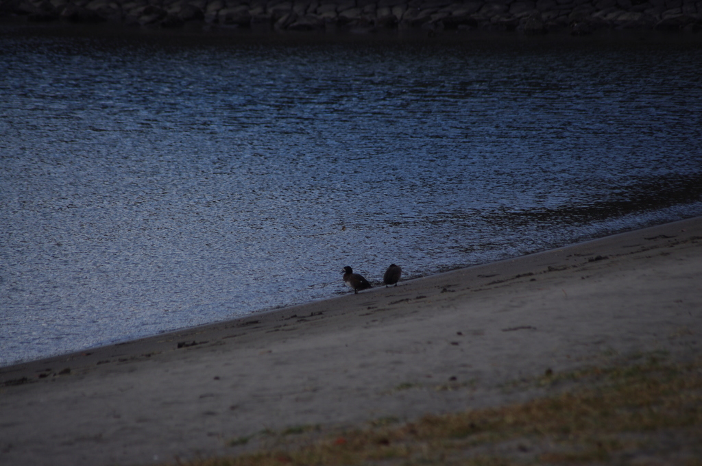 水鳥と浜辺