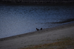水鳥と浜辺