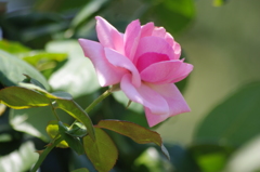 芝浦中央公園　薔薇　4　８月下旬