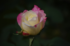 薔薇　9　