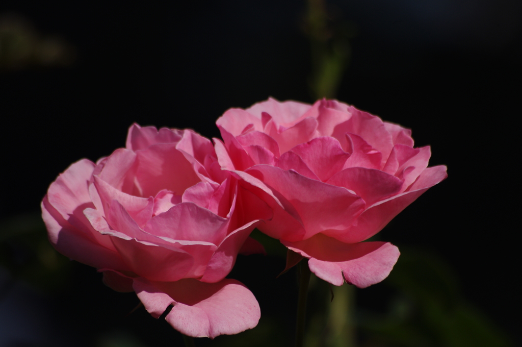 薔薇　6