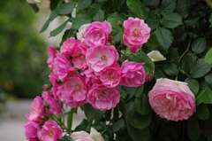 薔薇　1　山下公園　5月
