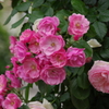 薔薇　1　山下公園　5月