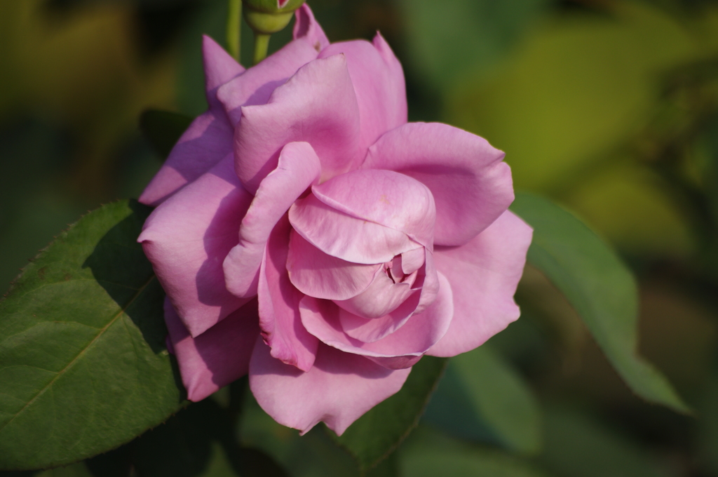 薔薇　6　日比谷公園　７月上旬