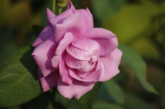 薔薇　6　日比谷公園　７月上旬