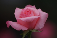 薔薇　10　芝浦中央公園　１０月