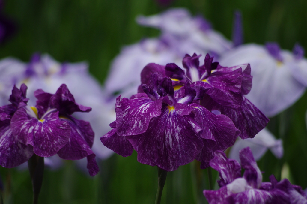 花菖蒲　2
