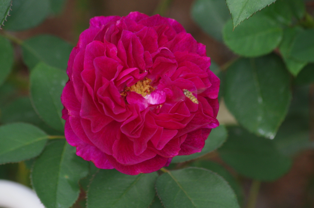 薔薇　26