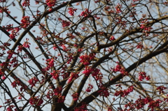 寒緋桜　皇居東御苑　２月