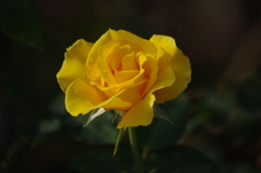 薔薇　9