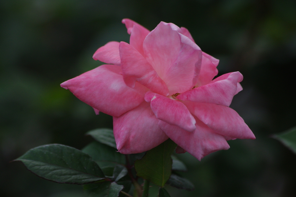 薔薇　15