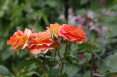 薔薇　山下公園　10