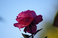 薔薇　１２月中旬　1　日比谷公園