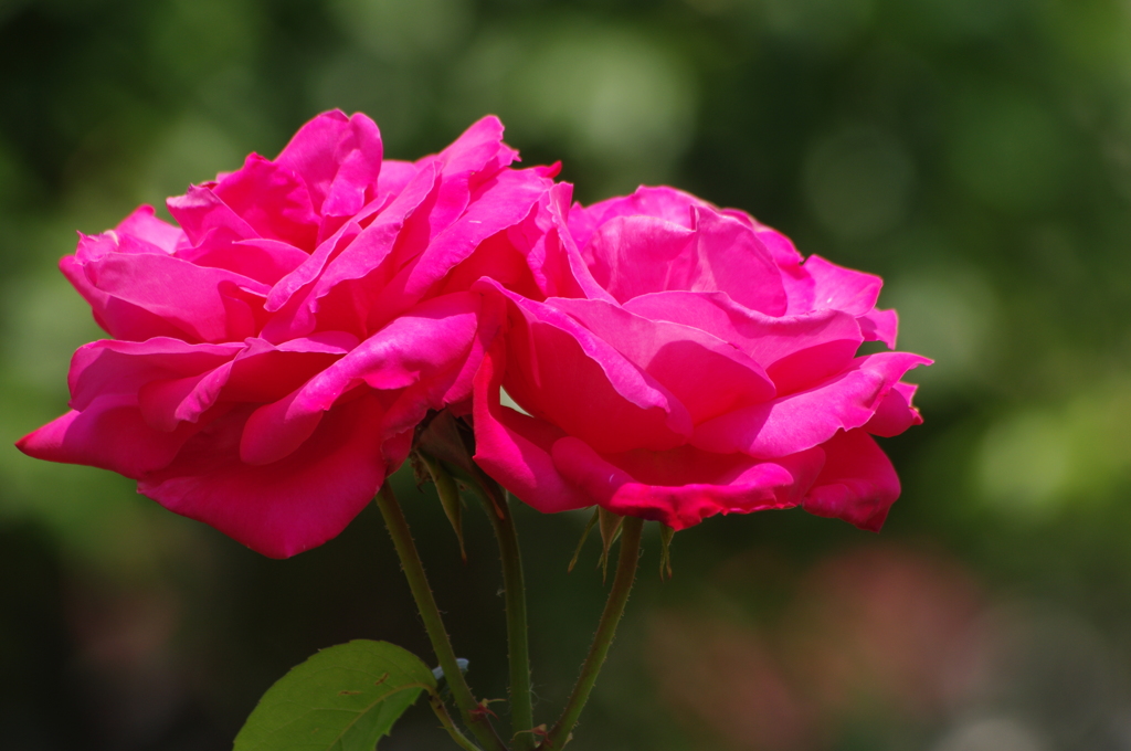 薔薇　9