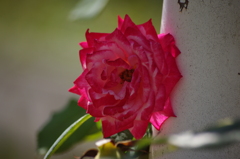 薔薇　1