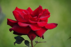 薔薇　12