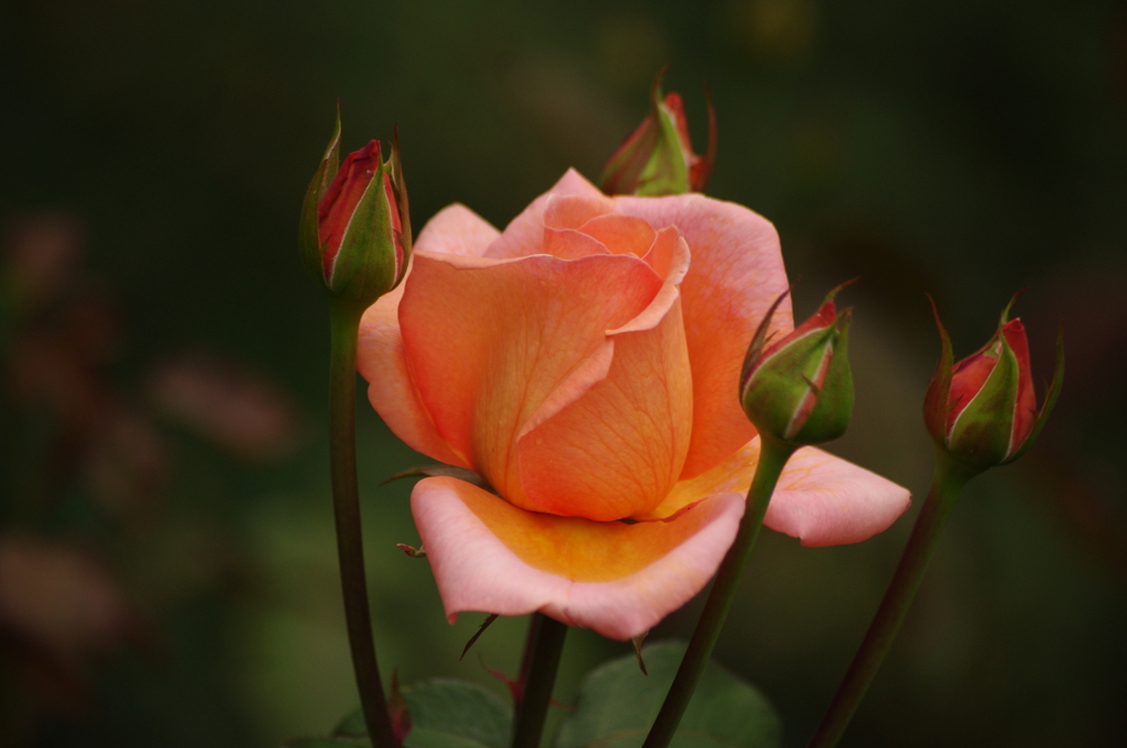 薔薇　2　代々木公園　６月