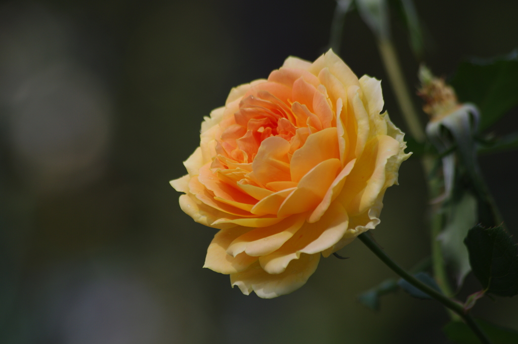 薔薇　4
