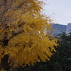 紅葉　1
