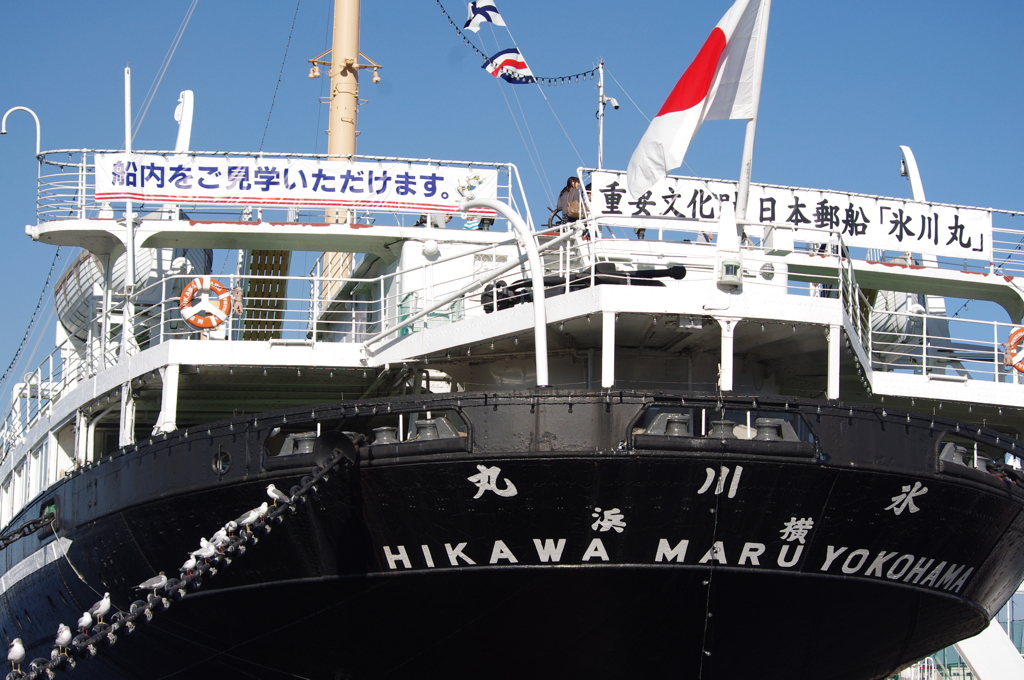 横浜の顔（ベテラン）　山下公園　１０月