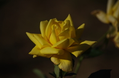薔薇　5