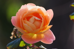 薔薇　8