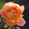 薔薇　8