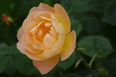 薔薇　9　港が見える丘公園　5月