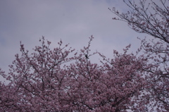 戸山公園　桜　3