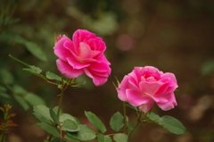 薔薇　1　代々木公園　６月