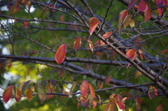 紅葉　1