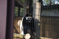 アビシニアンコロンブス　野毛山動物園　１０月