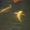 鯉　池田山公園　９月