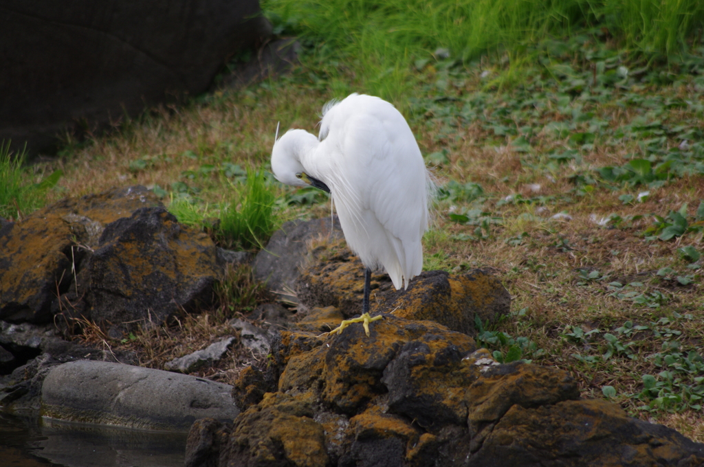 羽繕い　旧芝離宮庭園　１１月半ば
