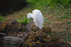 羽繕い　旧芝離宮庭園　１１月半ば