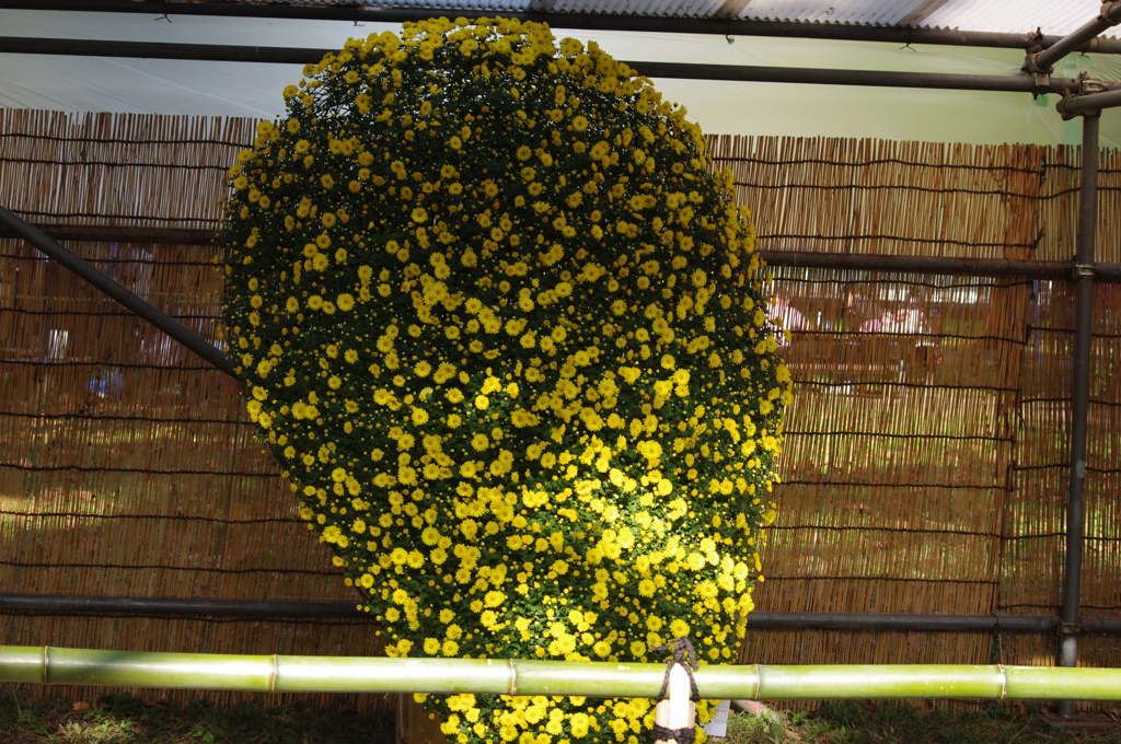 菊　10
