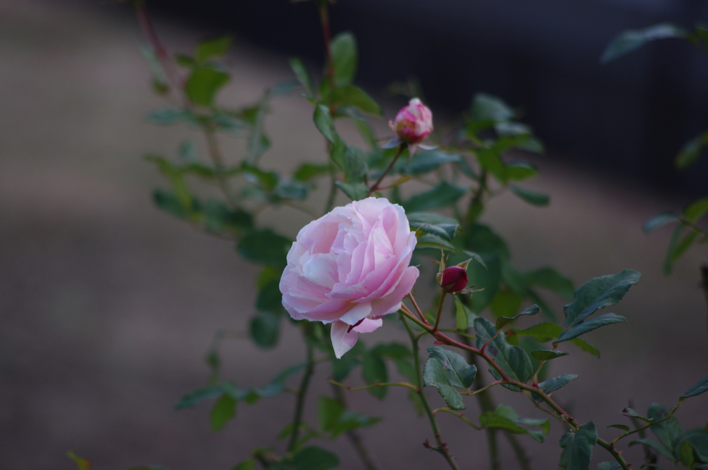 薔薇　2